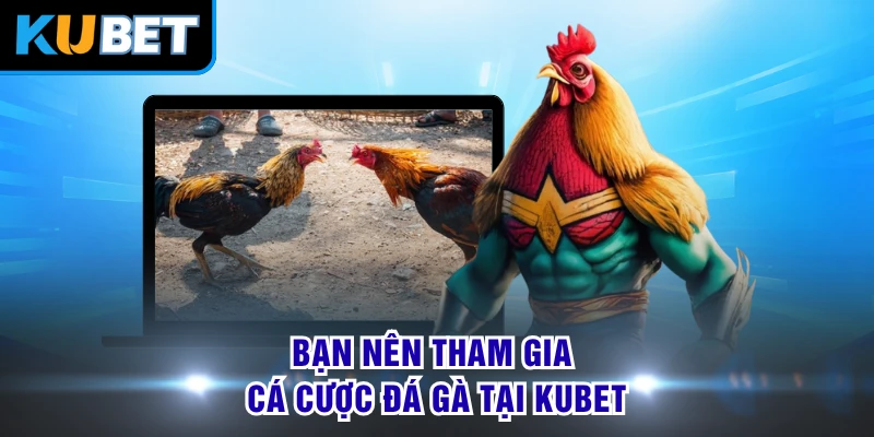 Bạn nên tham gia cá cược đá gà tại KUBET